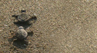 Turtle’s A Hollywood Blockbuster